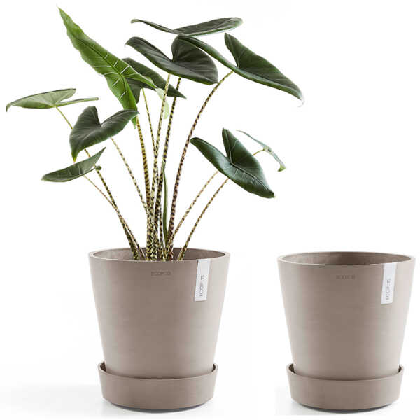 Ecopots Saucer Wheels Round 40 Taupe & Planted Pot
